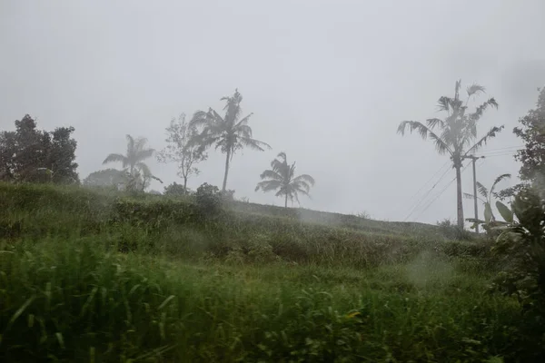 丛林里的大雨 — 图库照片