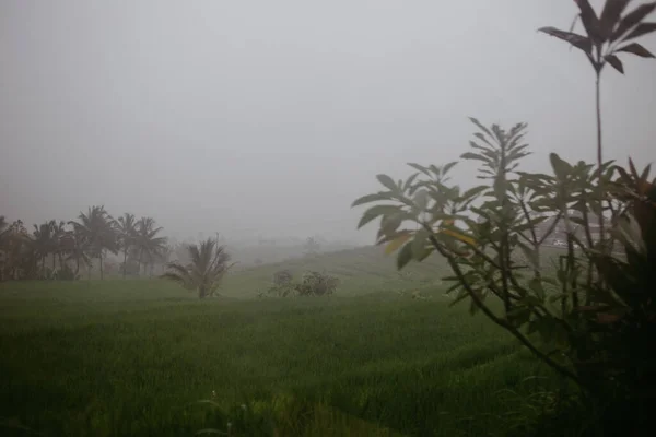 Forte Pluie Dans Une Jungle — Photo