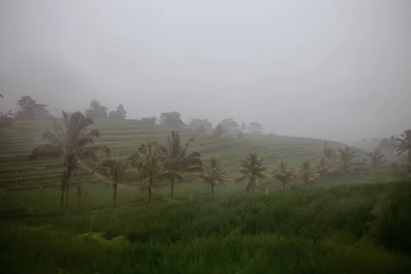 Fuerte Lluvia Una Selva — Foto de Stock