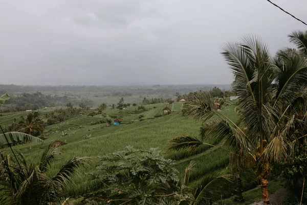 Terrazas Arroz Tegalalang Indonesia — Foto de Stock