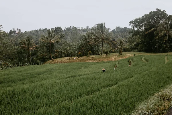 印度尼西亚的梯田Tegalang — 图库照片