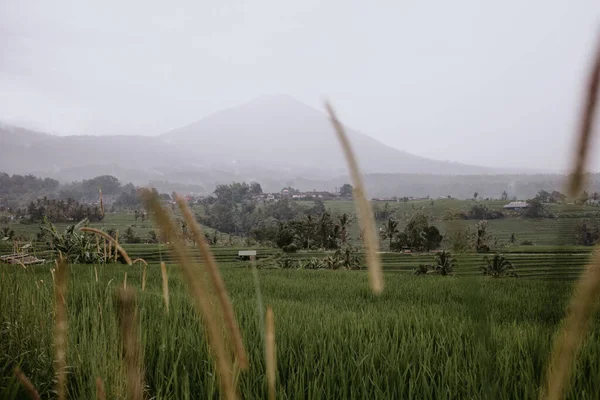 Pirinç Terasları Endonezya Tegalalang — Stok fotoğraf