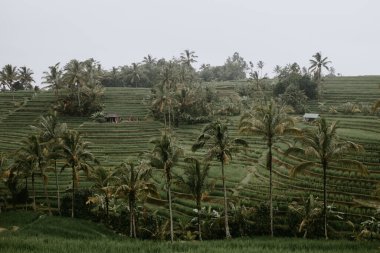 pirinç terasları Endonezya 'da Tegalalang