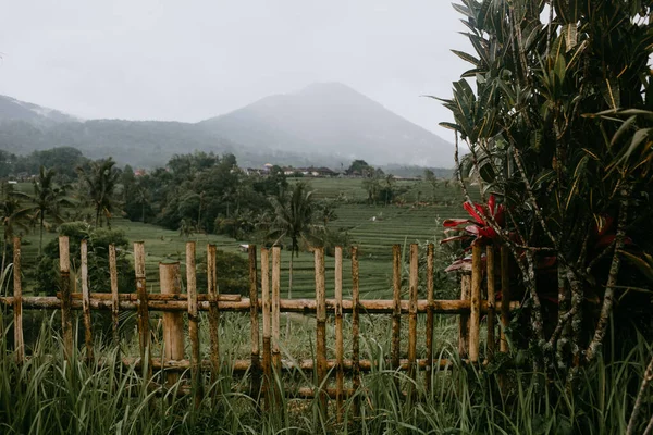 Pirinç Terasları Endonezya Tegalalang — Stok fotoğraf