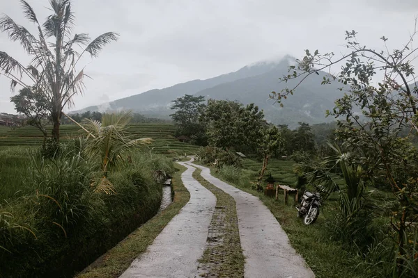 Terrazze Riso Tegalalang Indonesia — Foto Stock