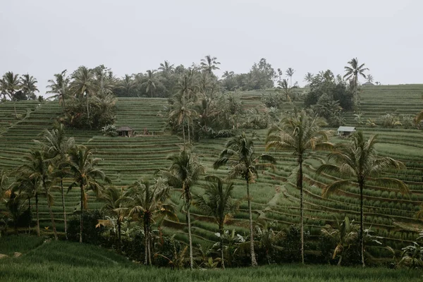 Рисовые Террасы Tegalalang Индонезии — стоковое фото