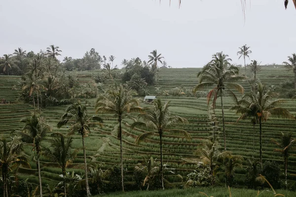 Terrazas Arroz Tegalalang Indonesia —  Fotos de Stock