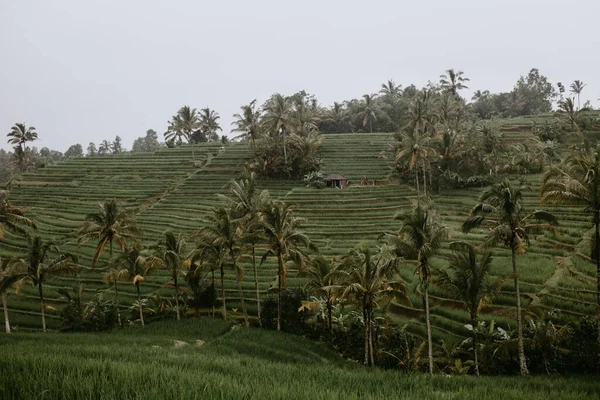 Рисовые Террасы Tegalalang Индонезии — стоковое фото