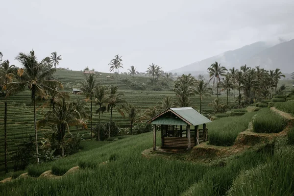 印度尼西亚的梯田Tegalang — 图库照片
