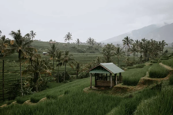 Terrazas Arroz Tegalalang Indonesia — Foto de Stock