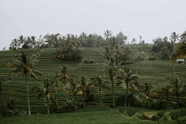 Terrazas Arroz Tegalalang Indonesia —  Fotos de Stock