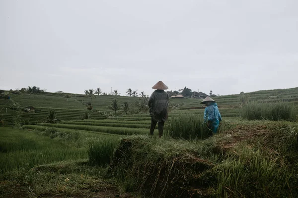 woman in asian hats in rice terraces Bali