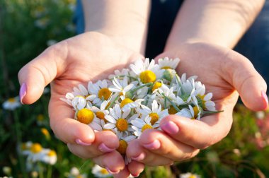 Güneşli yaz gününde taze papatya çiçekli kadın avuçları, yakın plan. Bir avuç dolusu papatya, arka planda.