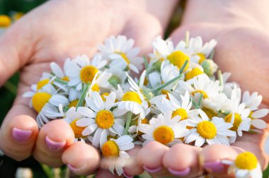 Güneşli yaz gününde taze papatya çiçekli kadın avuçları, yakın plan. Bir avuç dolusu papatya, arka planda.