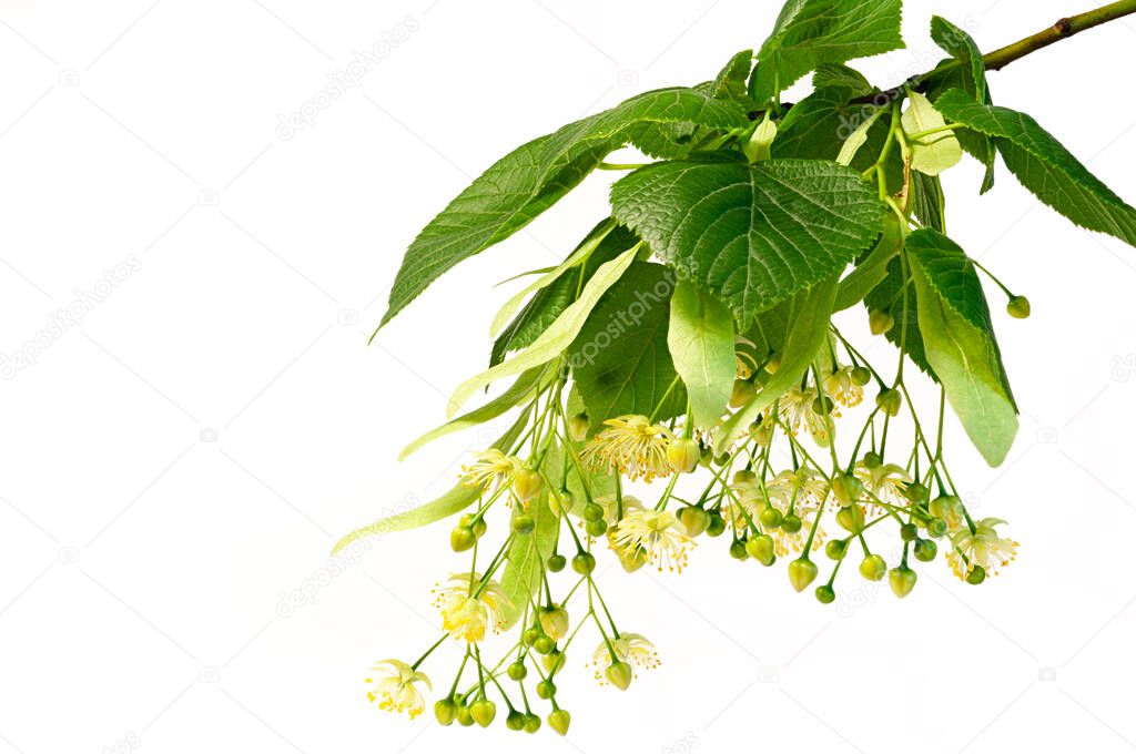Fresh flowers and leaves of linden or lime-tree isolated on white background