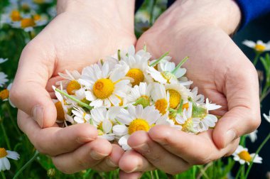 Güneşli yaz gününde taze papatya çiçekleri olan bir adamın avuçlarında, yakın plan. Bir avuç dolusu papatya, arka planda.