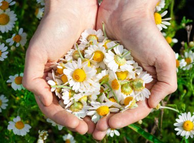 Güneşli yaz gününde taze papatya çiçekleri olan bir adamın avuçlarında, yakın plan. Bir avuç dolusu papatya, arka planda.