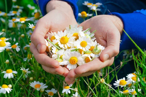 Güneşli yaz gününde taze papatya çiçekleri olan bir adamın avuçlarında, yakın plan. Bir avuç dolusu papatya, arka planda.
