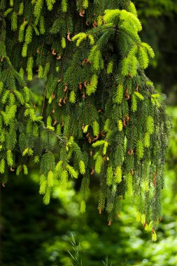 Genç, ladin dallarında çekim yapıyor..