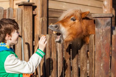 Çocuk bir atı besliyor.