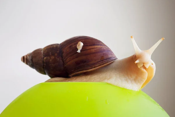 Dev Afrika kara salyangozu, Achatina fulica, .