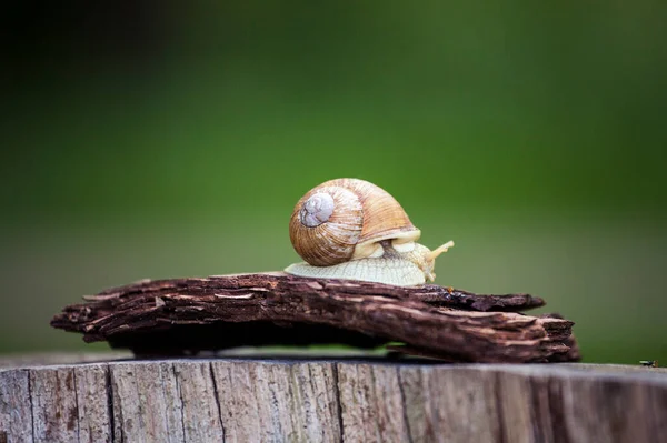 Snail Slow Animal Covered Shell — Stock Photo, Image