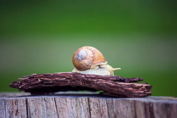 Snail - a slow animal that is covered by a shell.