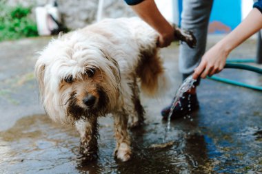 Tanınmayan biri evcil hayvanını hortumla yıkıyor. Güzel, kirli köpek..