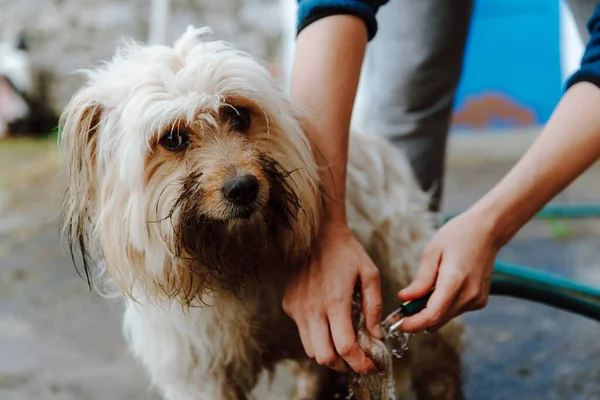 friendly dirty dog is being cleaned by unrecognizable person. discontented dog. pets concept