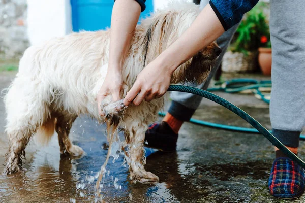 Tanınmayan biri evcil hayvanını hortumla yıkıyor. Güzel, kirli köpek..