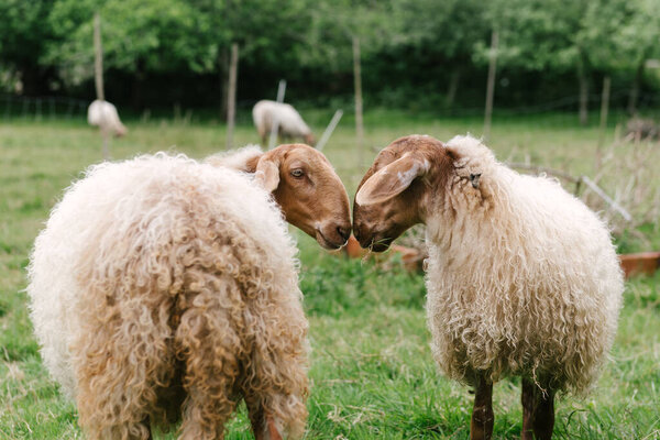 two sheep rub their snouts as they graze on the green grass field. livestock concept.