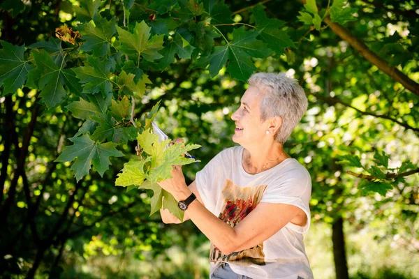 Old Lady Hiker Smiles She Studies Leaves Tree While Taking — Stock Photo, Image