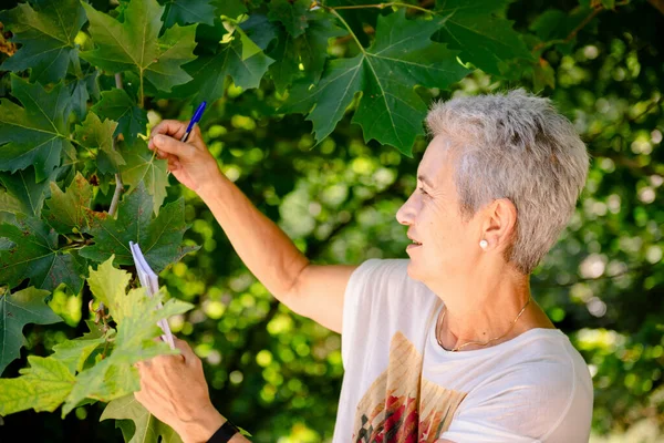 Old Lady Hiker Smiles She Studies Leaves Tree While Taking — Stock Photo, Image