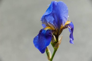 Sibirya irileri parlak renkli yapraklar gösteriyor.