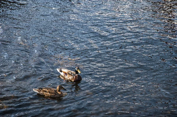 下午有两只野鸭在城市的水面上游泳 — 图库照片