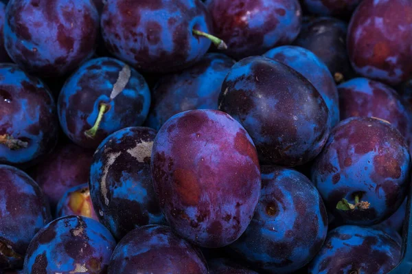 Rich Colored Ripe Plums Close — Stock Photo, Image