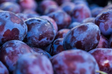 Mavi ve menekşe renkli olgun erikler yan görüntüyü kapatır