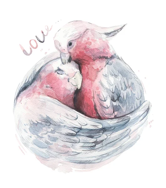 Papagaios Cor Rosa Abraçam Ilustração Aquarela Com Amor Cacatua Rosa — Fotografia de Stock