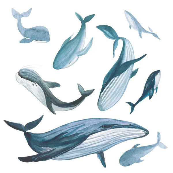 Set Balene Acquerello Sfondo Bianco — Foto Stock