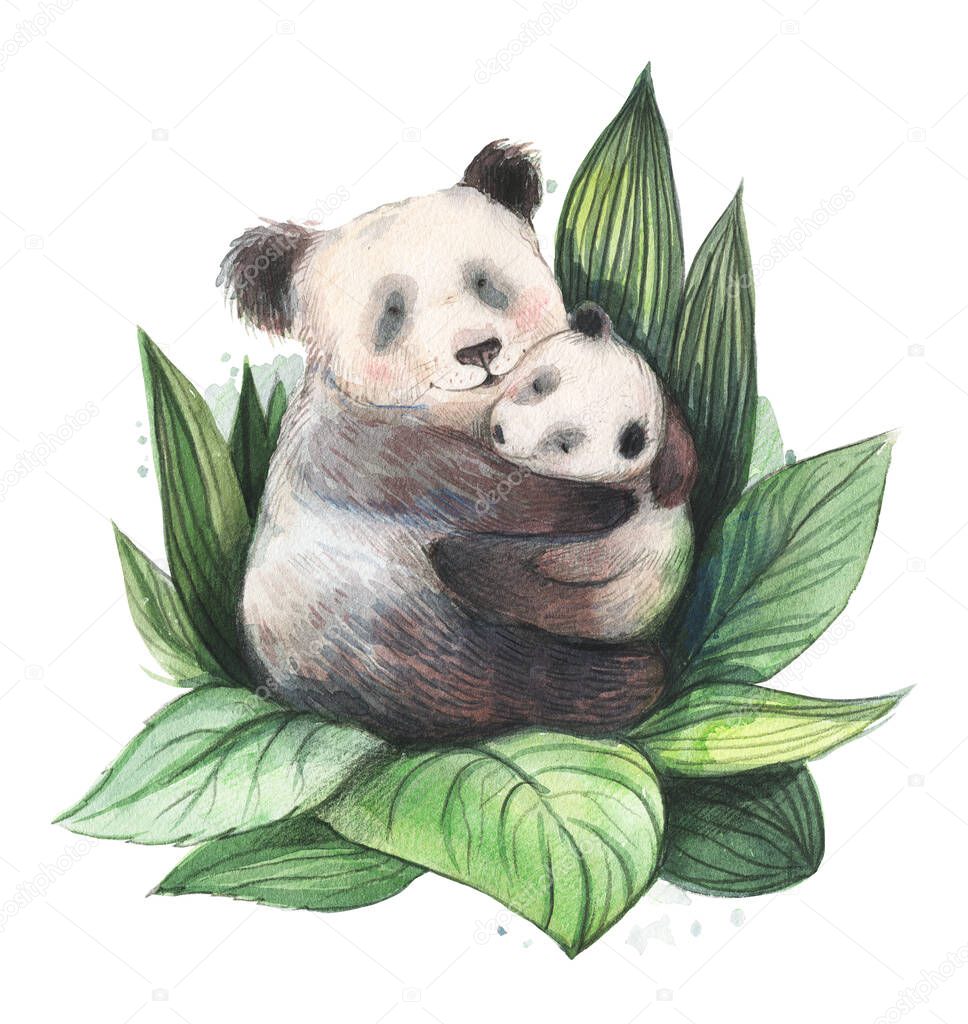 Panda family with adult mother and little bear. Watercolor illustration on a white background. Cute mom holding a little baby. Jungle, forest wildlife, zoo characters. Two pandas cuddle.