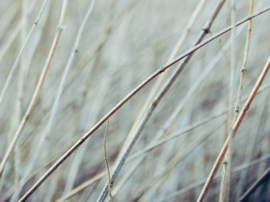 Kuru çimenlerde fısıldayan rüzgar