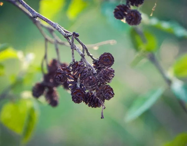 Aliso Negro Bosque Fresco — Foto de Stock