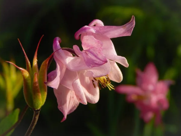 Soluk pembe Aquilegia