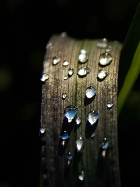 Gotas Lluvia Sobre Hierba Fresca — Foto de Stock
