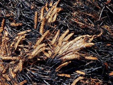 Yanmış buğday başakları