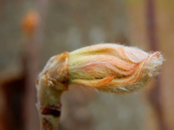 Twisted Leaves Rowan Tree — Stock Photo, Image