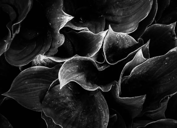 Hosta 'nın monokorme görüntüsü