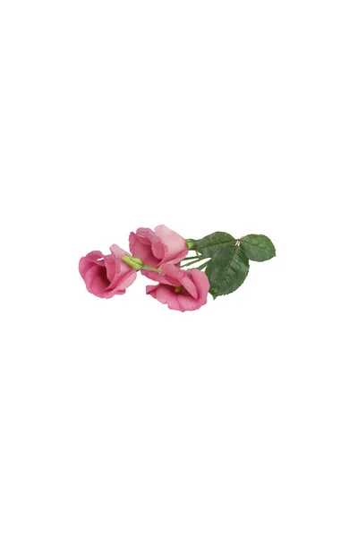 Üç pembe çiçek, beyaz bir arka planda mutluluk. İzole edilmiş.