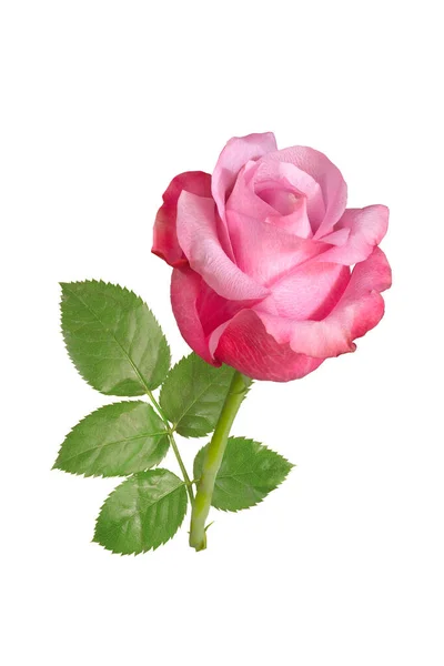 Beyaz arka planda pembe bir gül. İzole edilmiş.