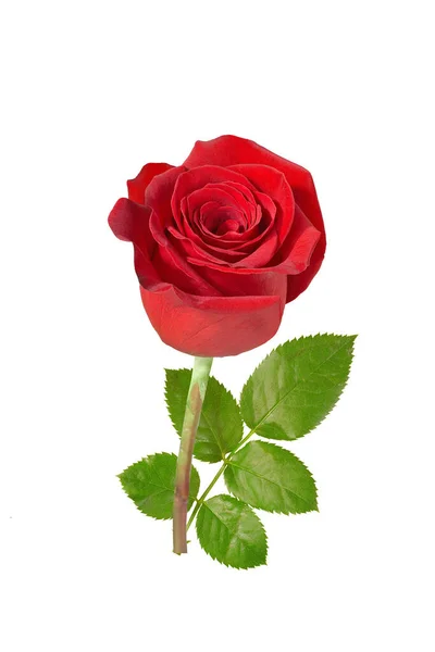 Red Rose White Background — Stock Photo, Image